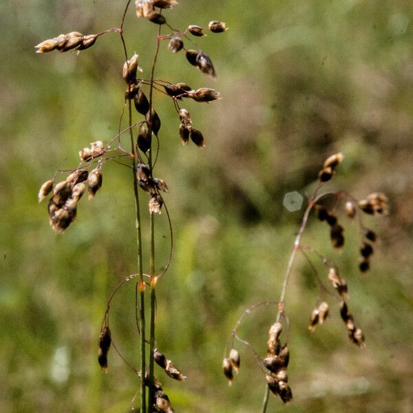 Anthoxanthum nitens Flower