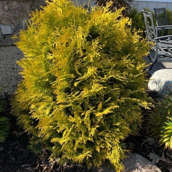 Thuja occidentalis ഇല