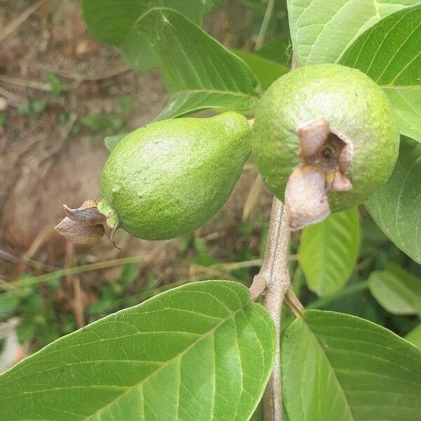 Psidium guineense Gyümölcs