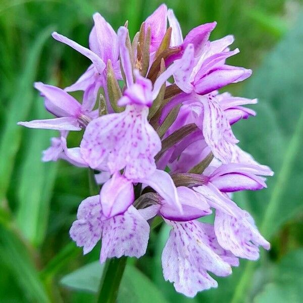 Dactylorhiza maculata Квітка