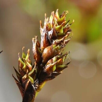 Carex lachenalii ফল