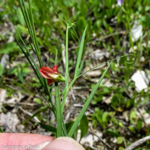 Lathyrus sphaericus Flower