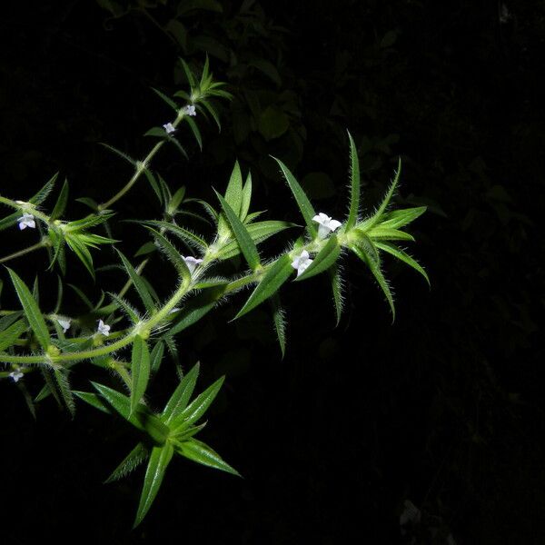 Hexasepalum teres Habit