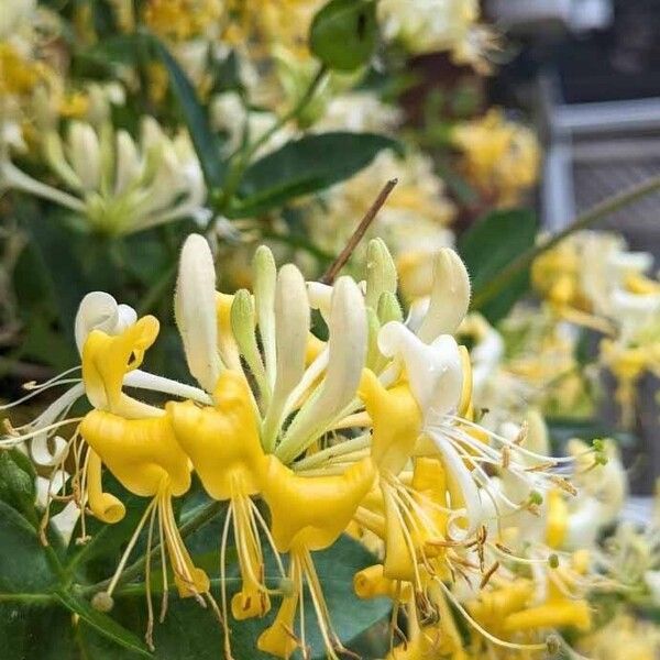 Lonicera caprifolium Flower