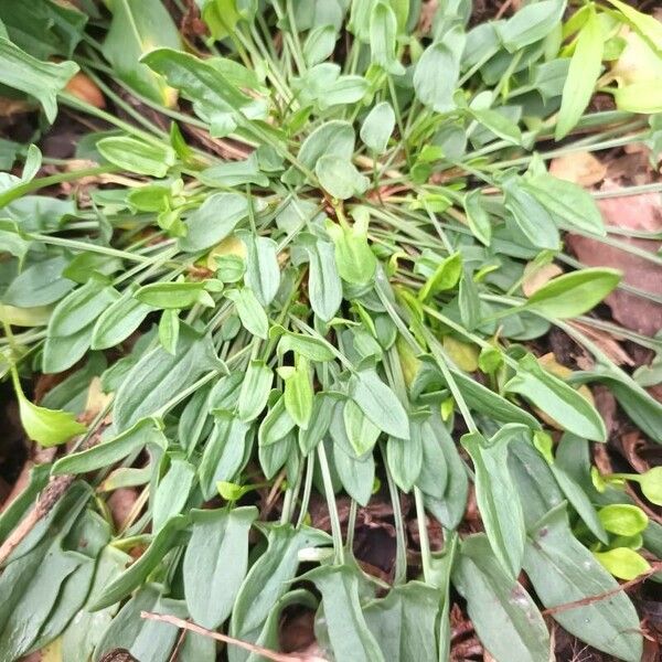 Rumex acetosella Leaf