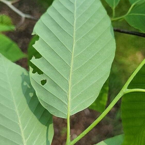 Fagus japonica Leaf
