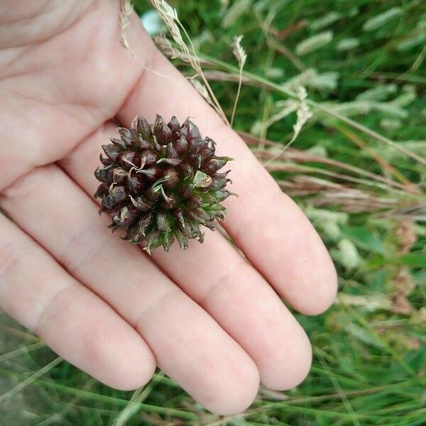 Allium vineale Fruto