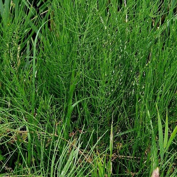 Equisetum palustre Leaf