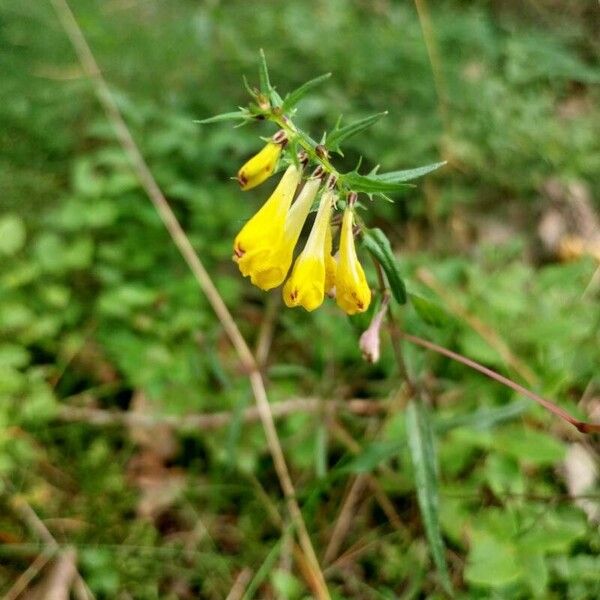 Melampyrum sylvaticum Flower