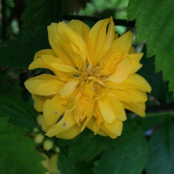 Kerria japonica ফুল