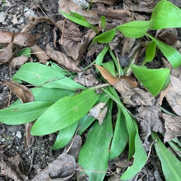 Allium tricoccum Leaf