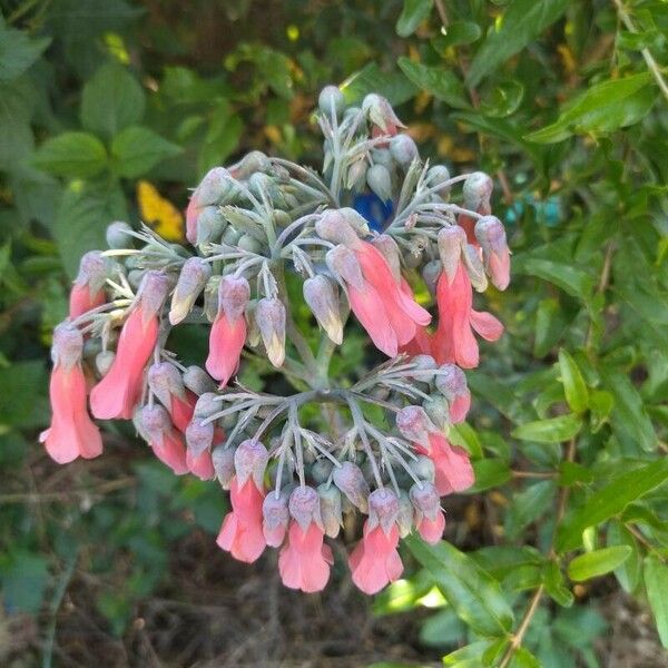 Kalanchoe delagoensis Rinde