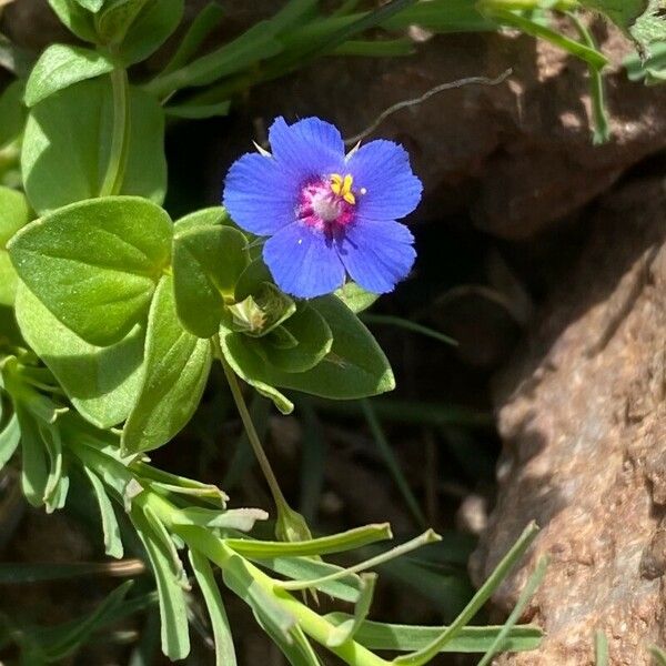 Lysimachia foemina عادت