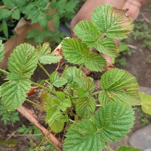 Rubus ellipticus 葉