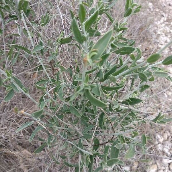 Anthyllis cytisoides Blad