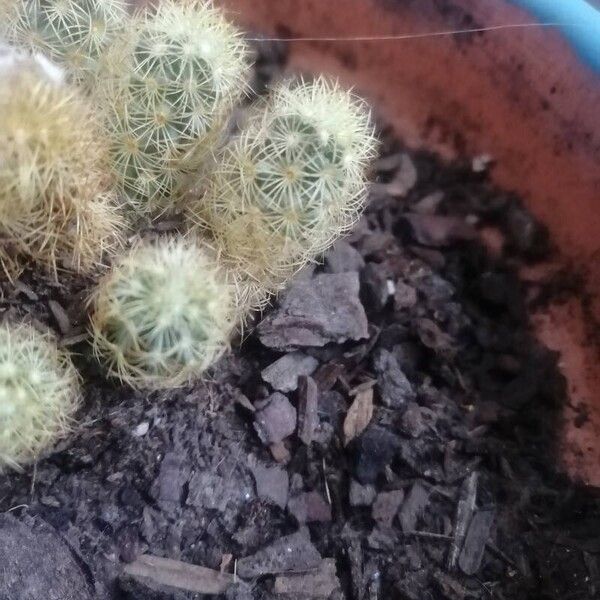 Mammillaria elongata Leaf