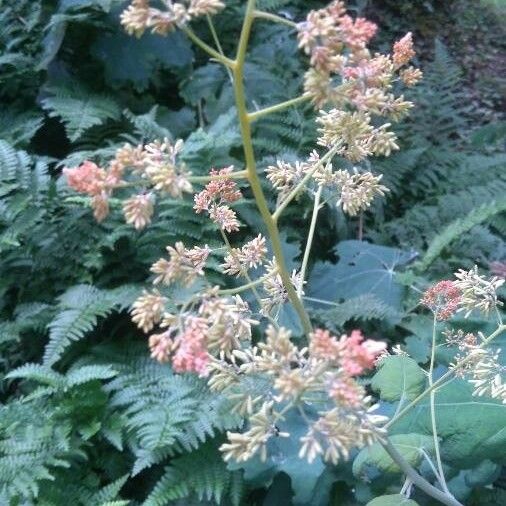 Macleaya cordata Flower