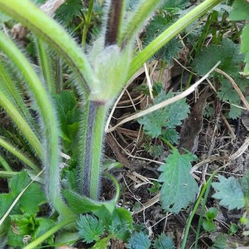 Ranunculus lanuginosus Habit