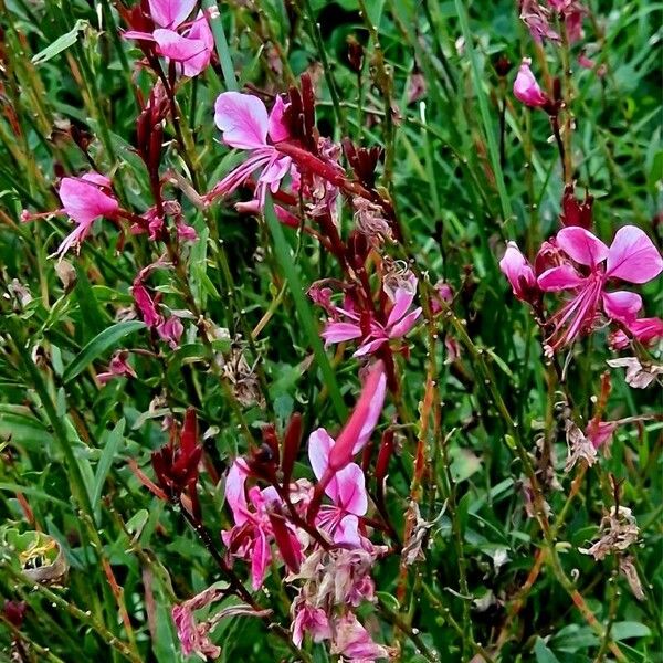 Gaura lindheimeri Συνήθη χαρακτηριστικά