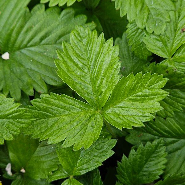 Fragaria viridis Leaf