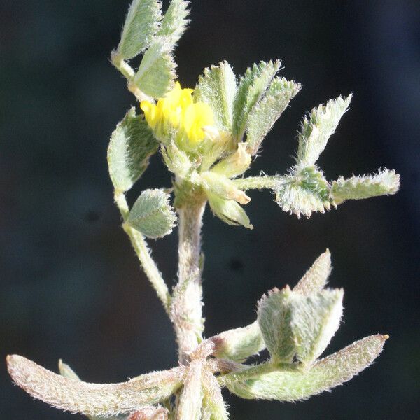 Medicago monspeliaca Habitus