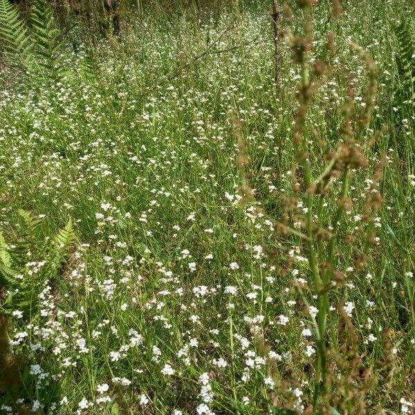 Arabidopsis halleri 形態