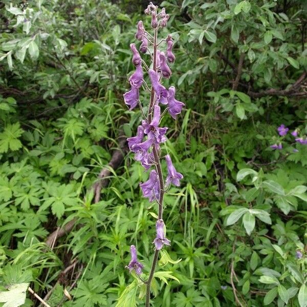 Aconitum septentrionale Õis