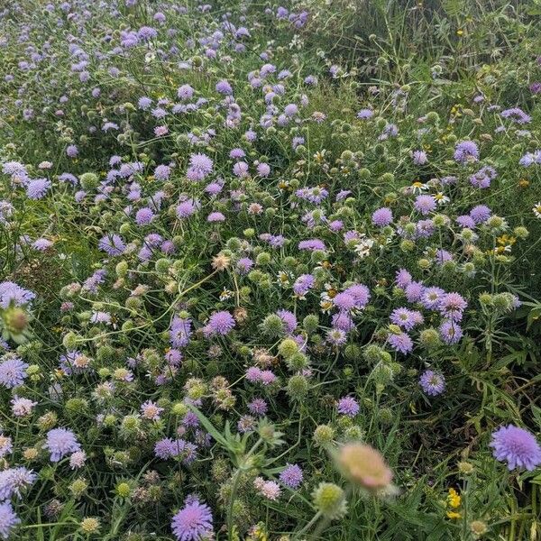 Knautia arvensis Lorea