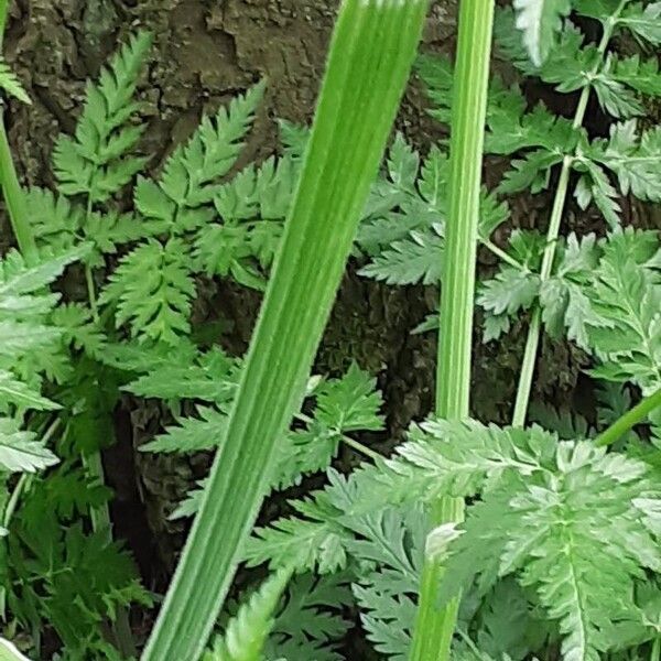 Chaerophyllum aureum Кора