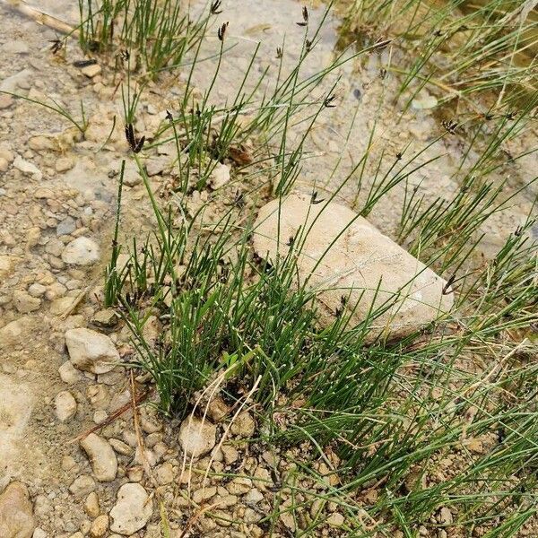 Cyperus laevigatus Other