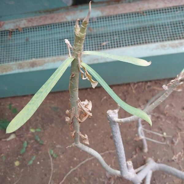 Euphorbia balsamifera 葉