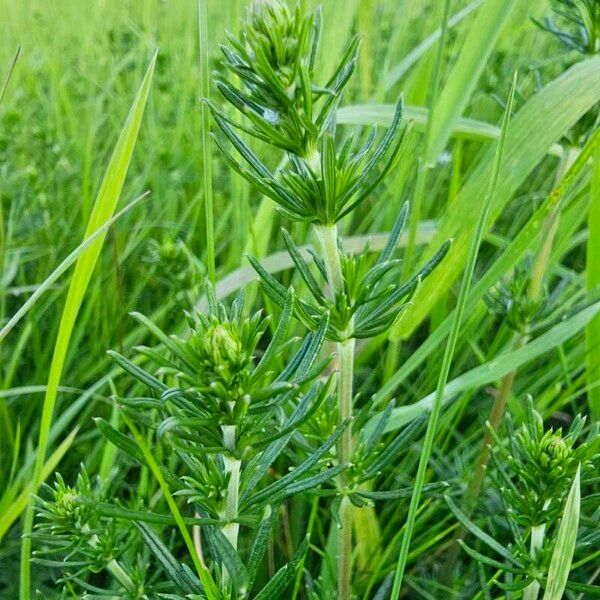 Galium verum Leaf