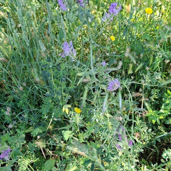 Medicago × varia Habit