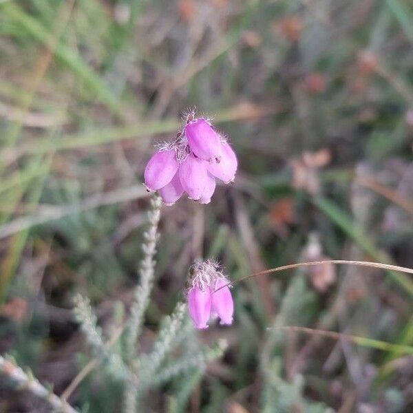 Erica tetralix Fiore