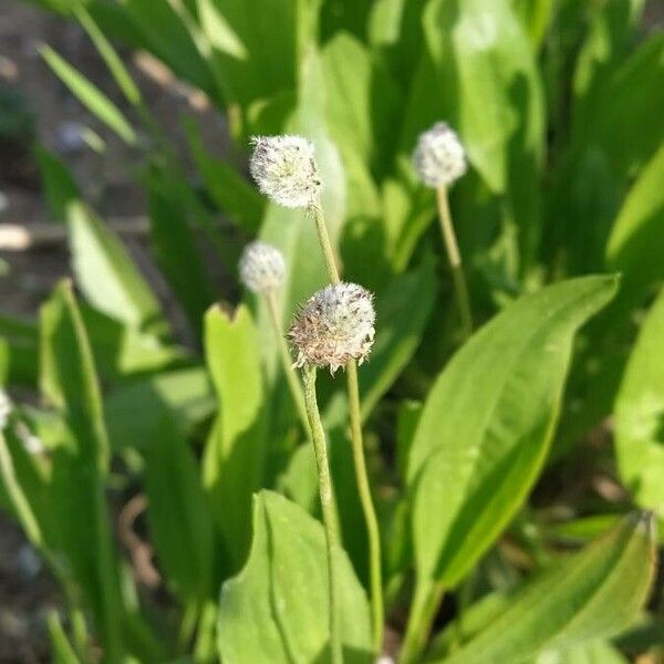 Plantago lagopus Flor