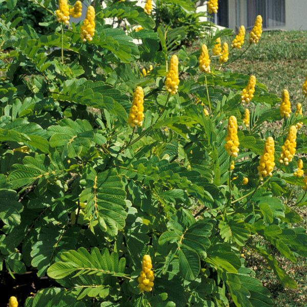 Senna alata फूल