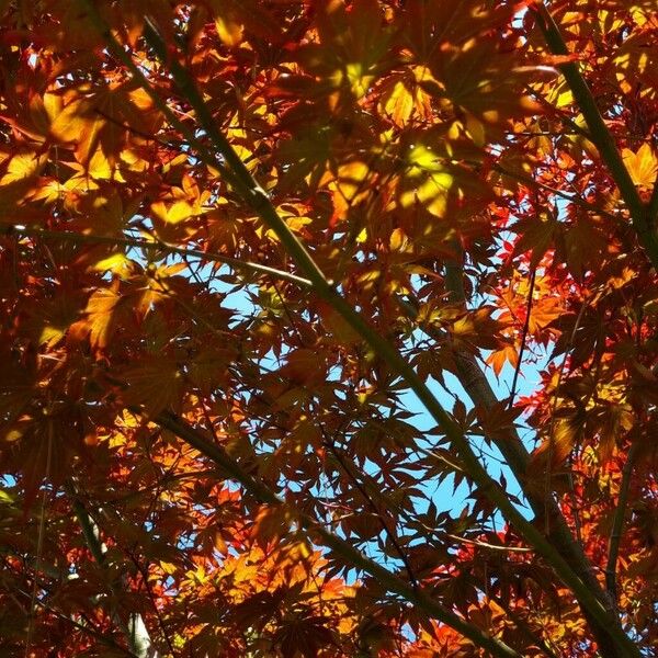 Acer palmatum Plante entière