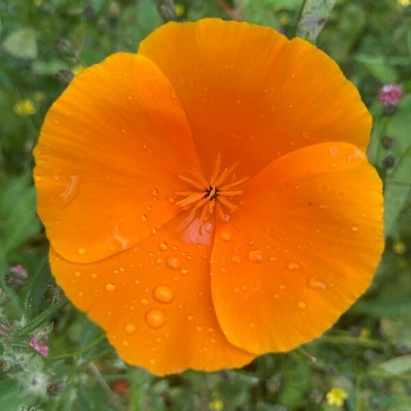 Eschscholzia californica Flor