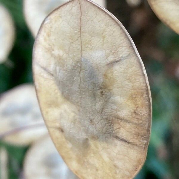 Lunaria annua Frukto