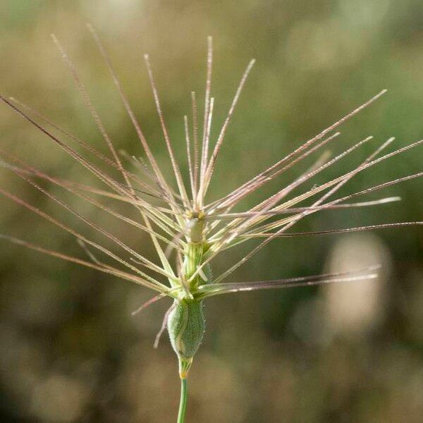 Aegilops neglecta Blomst