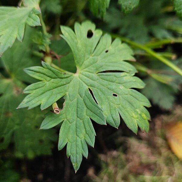 Geranium platypetalum List