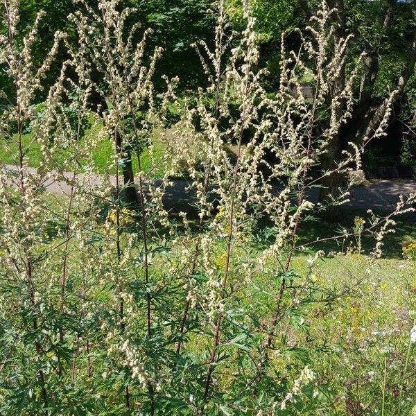 Artemisia vulgaris आदत