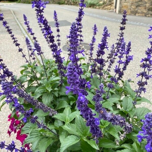 Salvia farinacea Flor