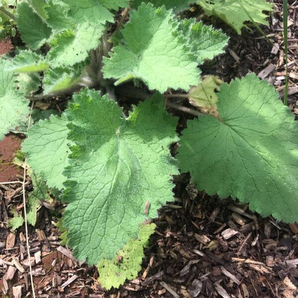 Scrophularia vernalis List