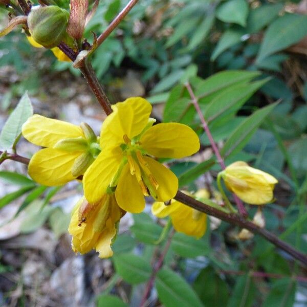 Senna occidentalis Blüte