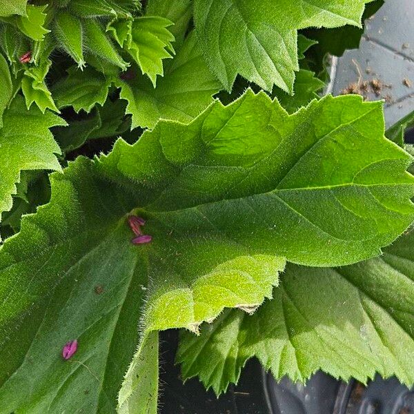 Pelargonium grandiflorum Folha