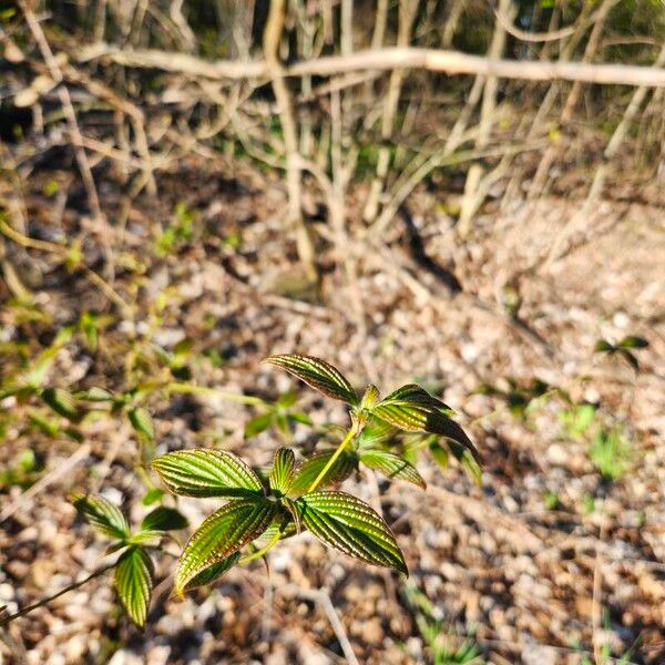 Cornus alternifolia Folio