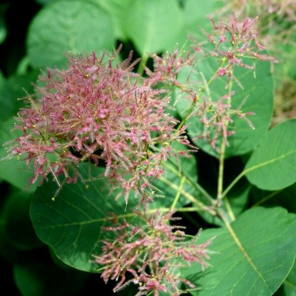 Cotinus coggygria Leaf