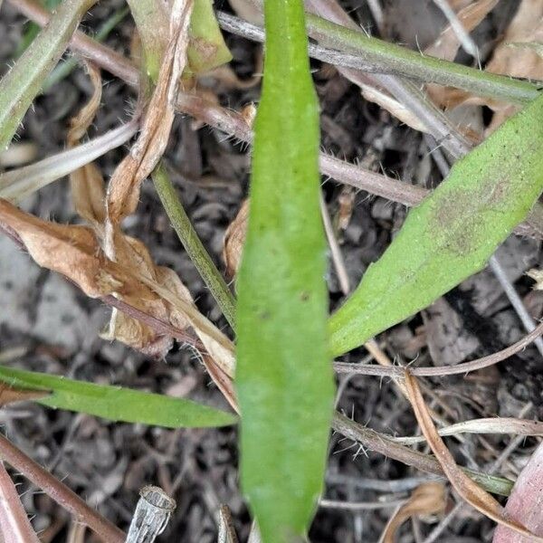 Wahlenbergia marginata Leaf
