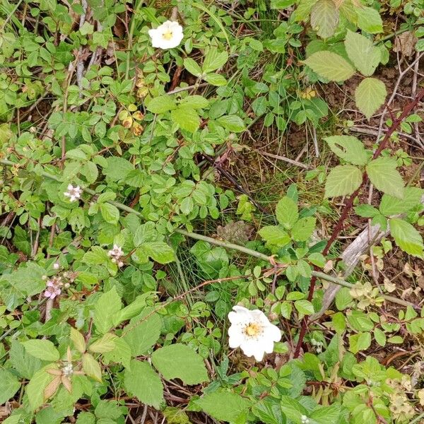 Rosa arvensis Habitus